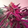 Dama Blanca Feminized Cannabis Seeds | Dama Blanca Strain | The Seed Fair