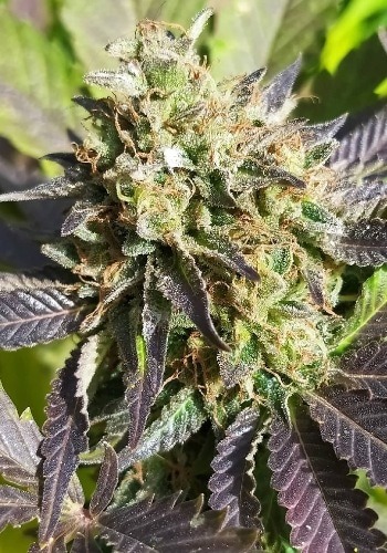 Dance World Feminized Cannabis Seeds | Dance World Strain | The Seed Fair