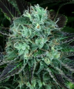 Dark Star Kush Feminized Cannabis Seeds | Dark Star Strain | The Seed Fair