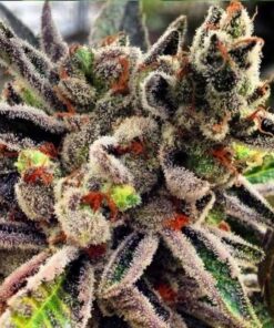 Darth Vader OG Autoflowering Feminized Marijuana Seeds | Darth Vader | The Seed Fair