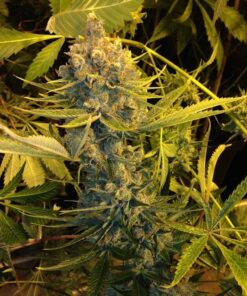 DawgStar Kush Feminized Cannabis Seeds | DawgStar Kush | The Seed Fair