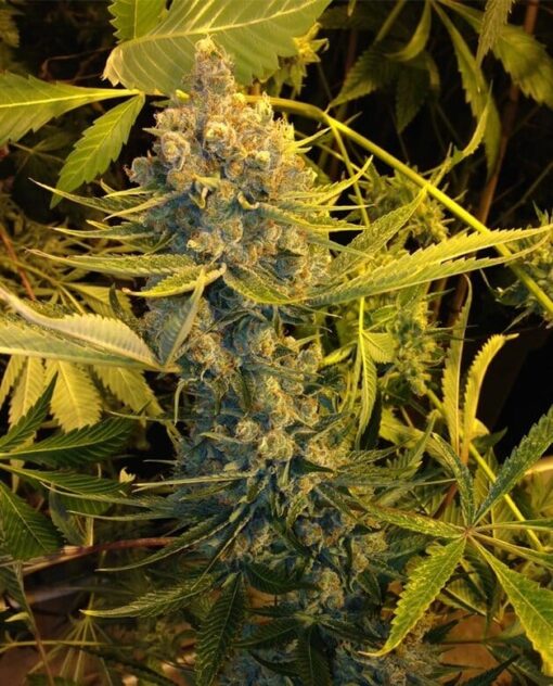 DawgStar Kush Feminized Cannabis Seeds | DawgStar Kush | The Seed Fair