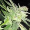 Dawgfather OG Autoflowering Feminized Marijuana Seeds | The Seed Fair