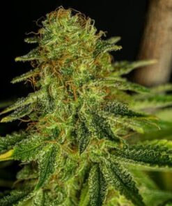 Deadwood Autoflowering Feminized Marijuana Seeds | Deadwood Strain | The Seed Fair