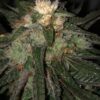 Death Bubba Autoflowering Feminized Marijuana Seeds | Death Bubba | The Seed Fair