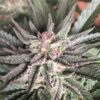 Deep Mandarine CBD Feminized Cannabis Seeds | The Seed Fair