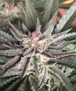Deep Mandarine CBD Feminized Cannabis Seeds | The Seed Fair