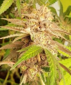 Delicious Cookies Feminized Cannabis Seeds | Delicious Cookies | The Seed Fair