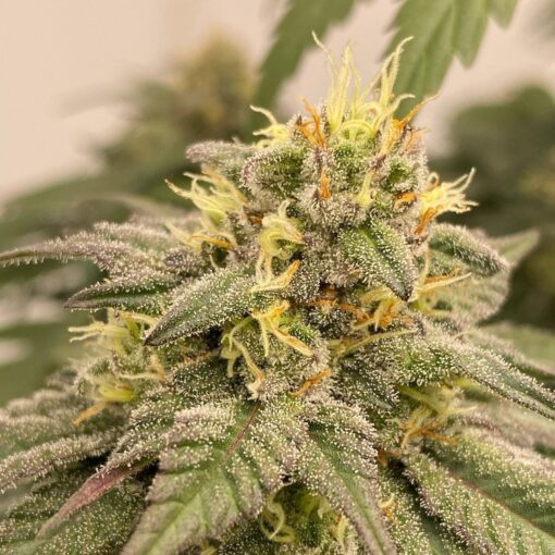 Descojack Feminized Cannabis Seeds | Descojack Strain | The Seed Fair