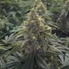 Desert Diesel Feminized Cannabis Seeds | Desert Diesel Strain | The Seed Fair