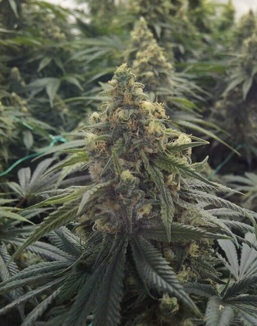 Desert Diesel Feminized Cannabis Seeds | Desert Diesel Strain | The Seed Fair