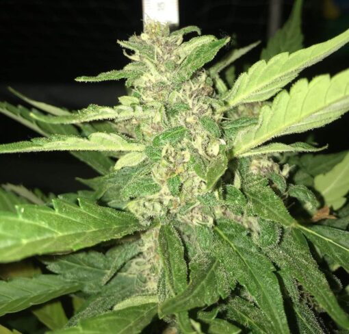 Desfrán Feminized Cannabis Seeds | Desfran Feminized Strain | The Seed Fair