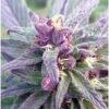 DJ Short Blueberry Autoflowering Feminized Marijuana Seeds | The Seed Fair