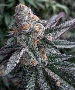 Dosi Cookies Feminized Cannabis Seeds | Dosi Cookies Strain | The Seed Fair