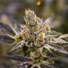 Dosidos Feminized Cannabis Seeds | Dosidos Feminized Strain | The Seed Fair