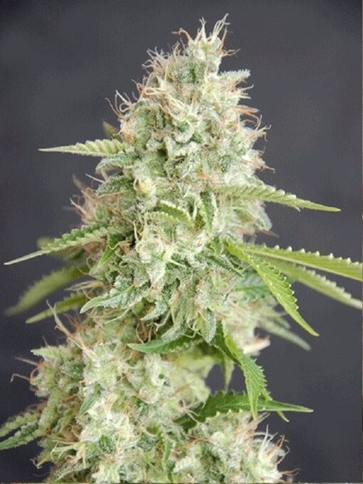 Double White Feminized Cannabis Seeds | Double White Strain | The Seed Fair