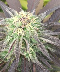 Dr. Who AutoFlowering Marijuana Seeds | Dr. Who Strain | The Seed Fair