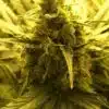 Durga Mata II CBD Feminized Cannabis Seeds | Durga Mata Strain | The Seed Fair