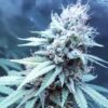 Edam Bomb Feminized Cannabis Seeds | Edam Bomb Strain | The Seed Fair