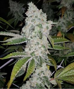 El Chapo Feminized Cannabis Seeds | El Chapo Strain | The Seed Fair