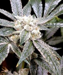 El Fuego Feminized Cannabis Seeds | EI Fuego Strain | The Seed Fair