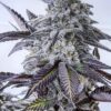 Eleven Roses Feminized Cannabis Seeds | Eleven Roses Strain | The Seed Fair