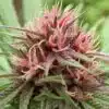 Erdpurt Feminized Cannabis Seeds | Erdpurt Feminized Strain | The Seed Fair