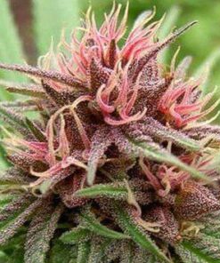 Erdpurt Feminized Cannabis Seeds | Erdpurt Feminized Strain | The Seed Fair