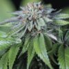 Ewe-2 Feminized Cannabis Seeds | Ewe-2 Feminized Strain | The Seed Fair