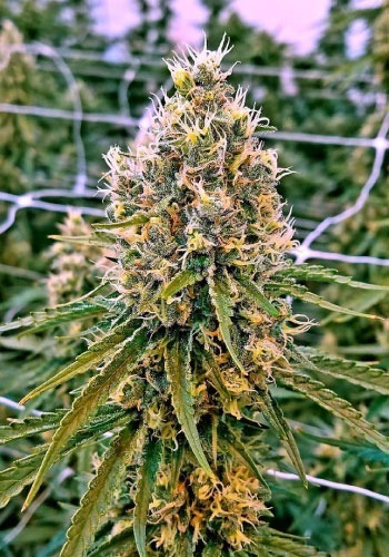 Exodus Kush Feminized Cannabis Seeds | Exodus Kush Strain | The Seed Fair