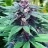 Forest Dream Feminized Cannabis Seeds | Forest Dream Strain | The Seed Fair