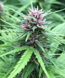Frisian Dew Feminized Cannabis Seeds | Frisian Dew Strain | The Seed Fair