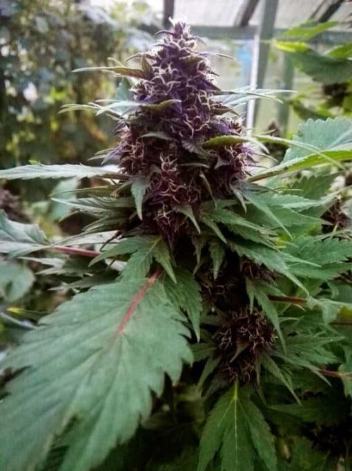 Frisian Duck Feminized Cannabis Seeds | Frisian Duck Strain | The Seed Fair