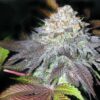Fruit Cup Feminized Cannabis Seeds | Fruit Cup Strain | The Seed Fair