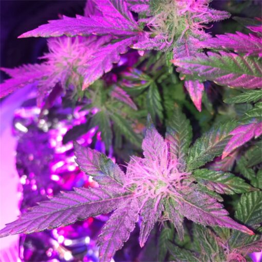 Fruity Chronic Juice Autoflowering Feminized Marijuana Seeds | The Seed Fair