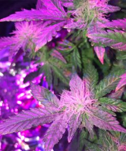 Fruity Chronic Juice Feminized Cannabis Seeds | The Seed Fair