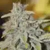 Furious Candy Feminized Cannabis Seeds | Furious Candy Strain | The Seed Fair