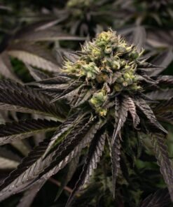 Fucking Incredible Autoflowering Feminized Marijuana Seeds | The Seed Fair