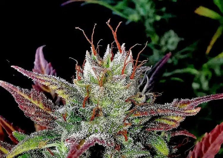 Gelato Glue Feminized Cannabis Seeds | Gelato Glue Strain | The Seed Fair | The Seed Fair Gelato Glue Feminized Cannabis Seeds | Gelato Glue Strain | The Seed Fair