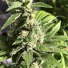 Gigabud Autoflowering Feminized Marijuana Seeds | Gigabud | The Seed Fair