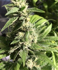 Gigabud Autoflowering Feminized Marijuana Seeds | Gigabud | The Seed Fair