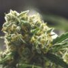 Glass Slipper AutoFlowering Marijuana Seeds | Glass Slipper Strain | The Seed Fair