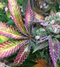 Godberry Autoflowering Feminized Marijuana Seeds | Godberry Strain | The Seed Fair