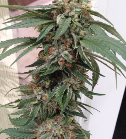 Gods Green Crack Autoflowering Marijuana Seeds | Gods Green Strain | The Seed Fair