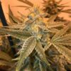 Golden Nugget Autoflowering Feminized Marijuana Seeds | Golden Nugget | The Seed Fair