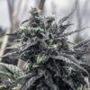 Grape Skunk Autoflowering Marijuana Seeds | Grape Skunk Strain | The Seed Fair