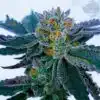 Gravity Autoflowering Feminized Marijuana Seeds | Gravity Strain | The Seed Fair