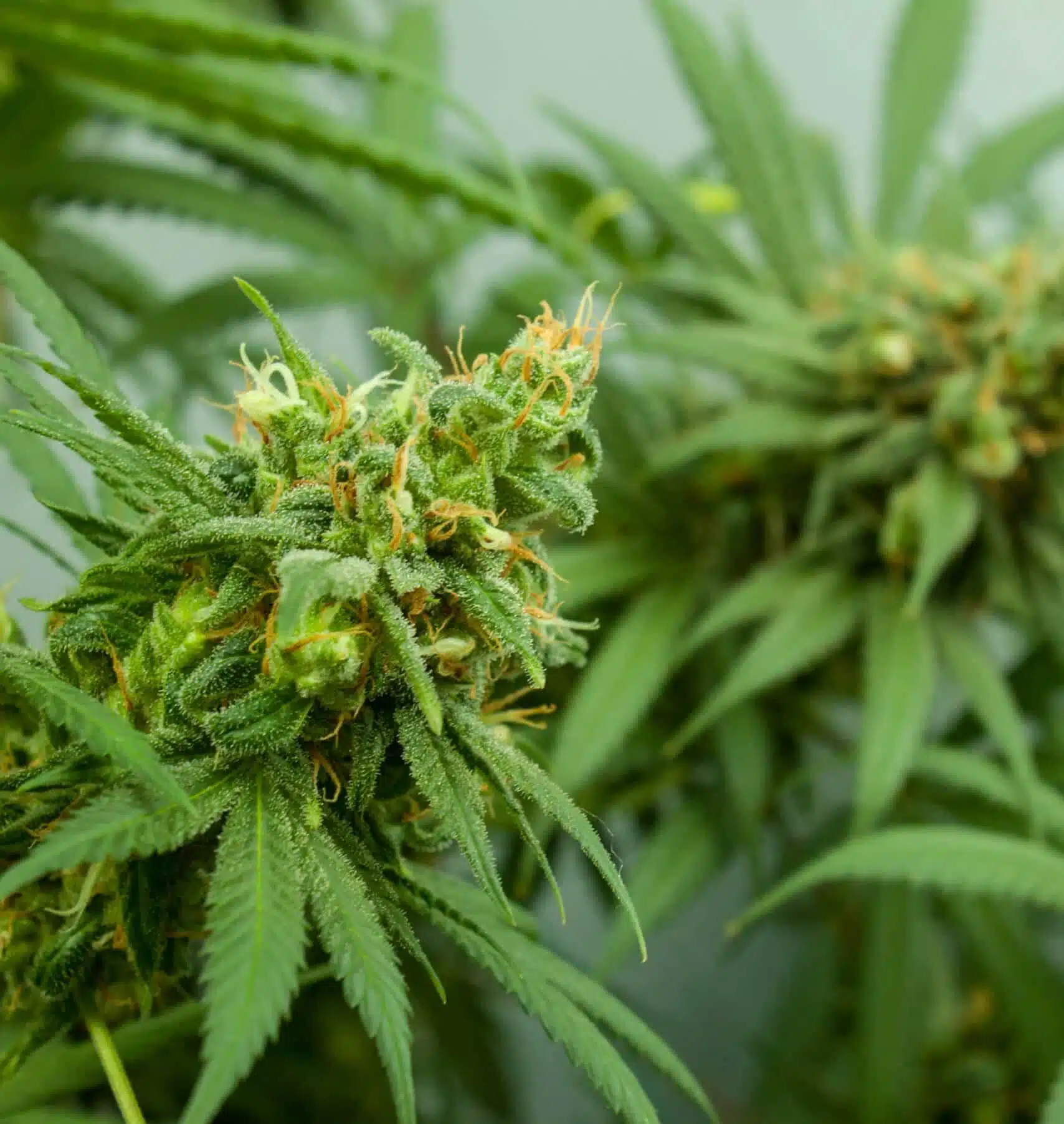 Green Goblin AutoFlowering Marijuana Seeds | Green Goblin Strain | The Seed Fair | The Seed Fair Green Goblin AutoFlowering Marijuana Seeds | Green Goblin Strain | The Seed Fair