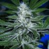 Green Love Potion Autoflowering Feminized Marijuana Seeds | The Seed Fair