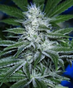 Green Love Potion Autoflowering Feminized Marijuana Seeds | The Seed Fair